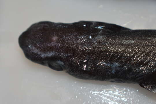 Image of Smooth Lanternshark