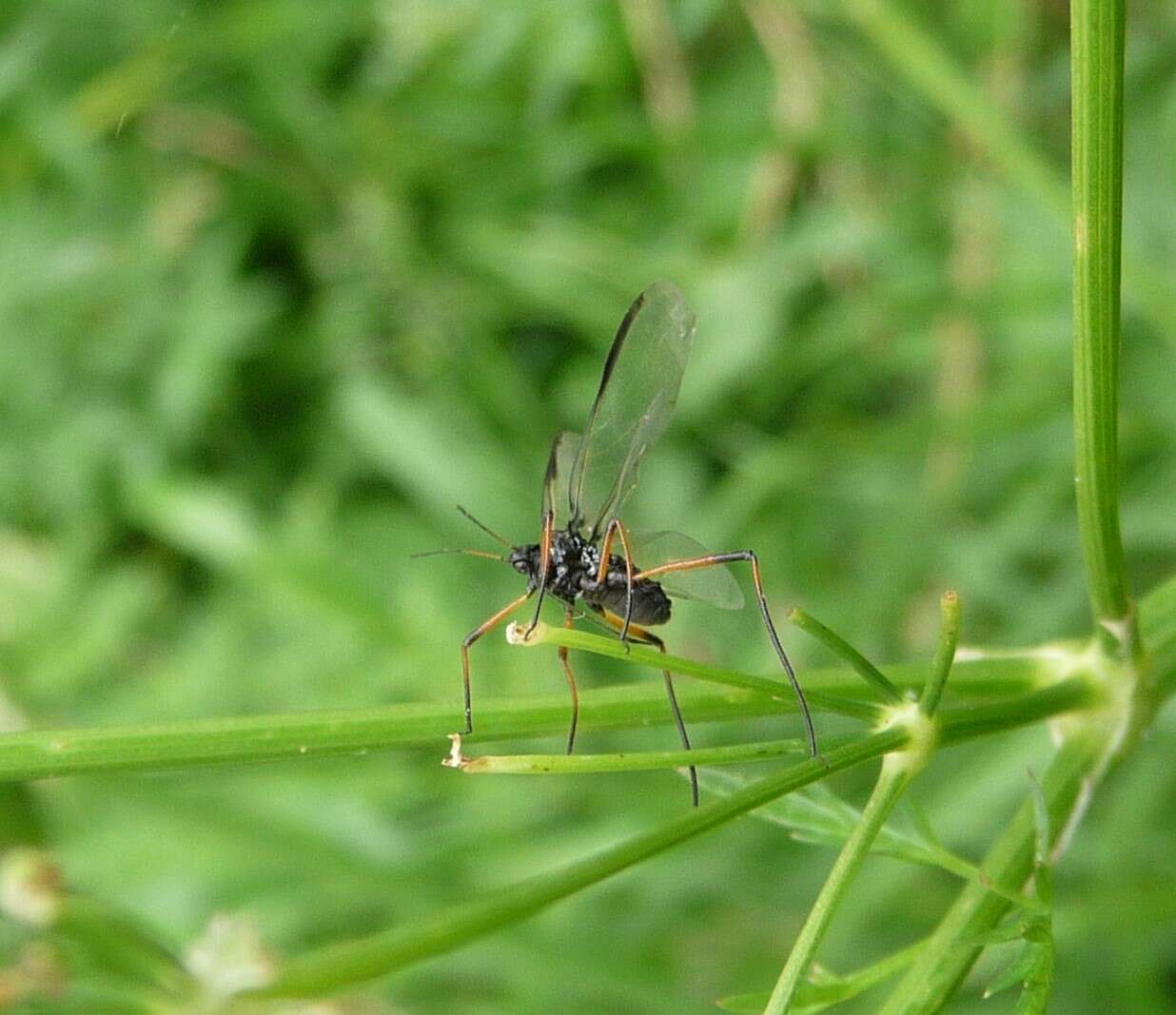 Plancia ëd Cinara (Cinara) piceae