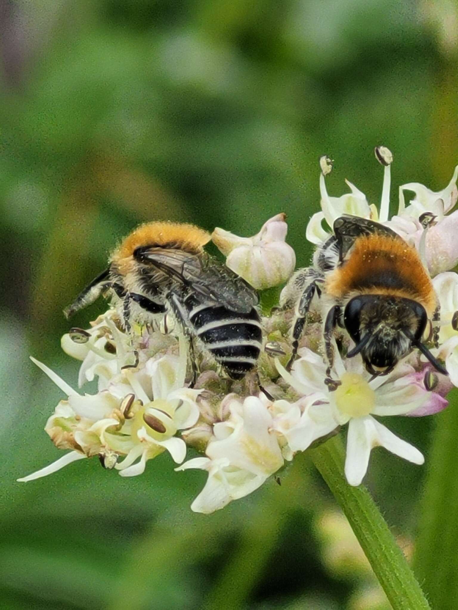 Image of Northern colletes