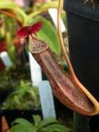 Image de Nepenthes boschiana Korth.