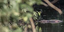 Image of Siamese Crocodile