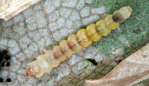 Plancia ëd Phyllonorycter maestingella (Müller 1764)