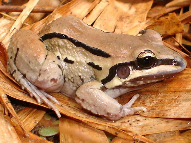 Image of Moustached frog
