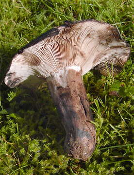 Image of Russula densifolia Secr. ex Gillet 1876