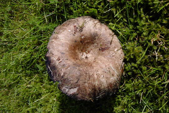 Image of Russula densifolia Secr. ex Gillet 1876