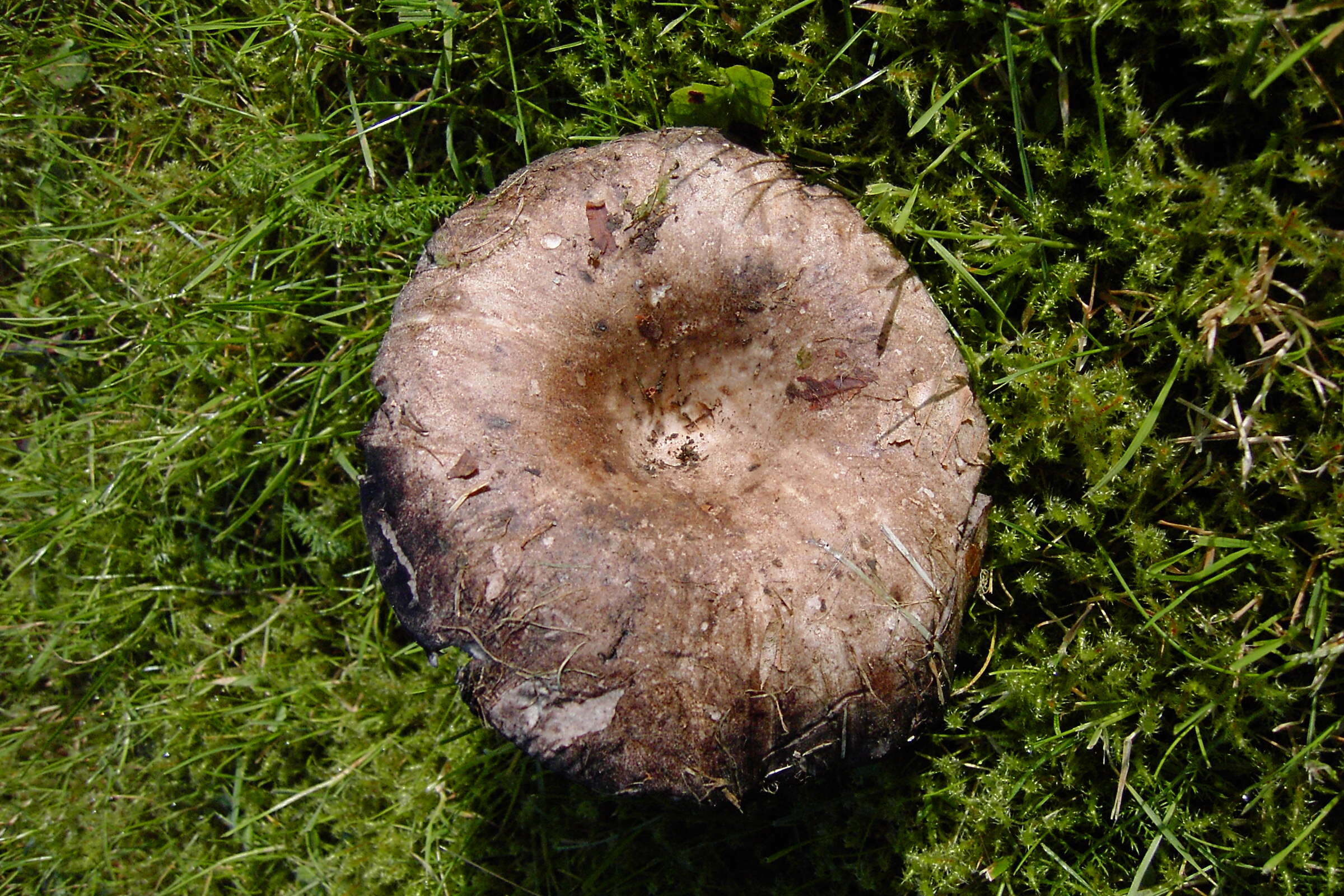 Image of Russula densifolia Secr. ex Gillet 1876