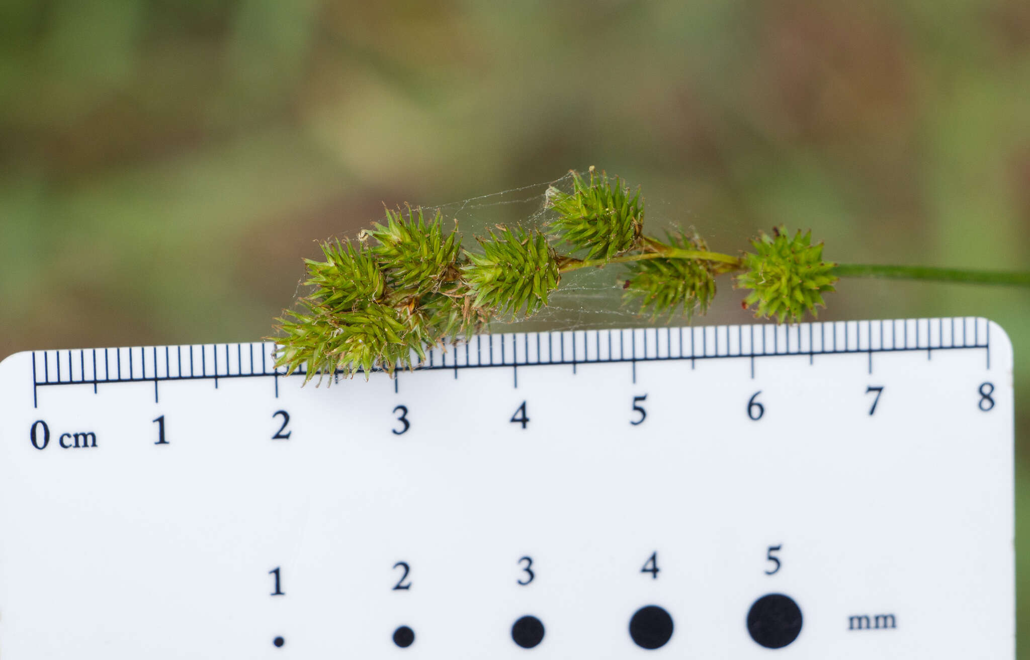 Image of Greater straw sedge