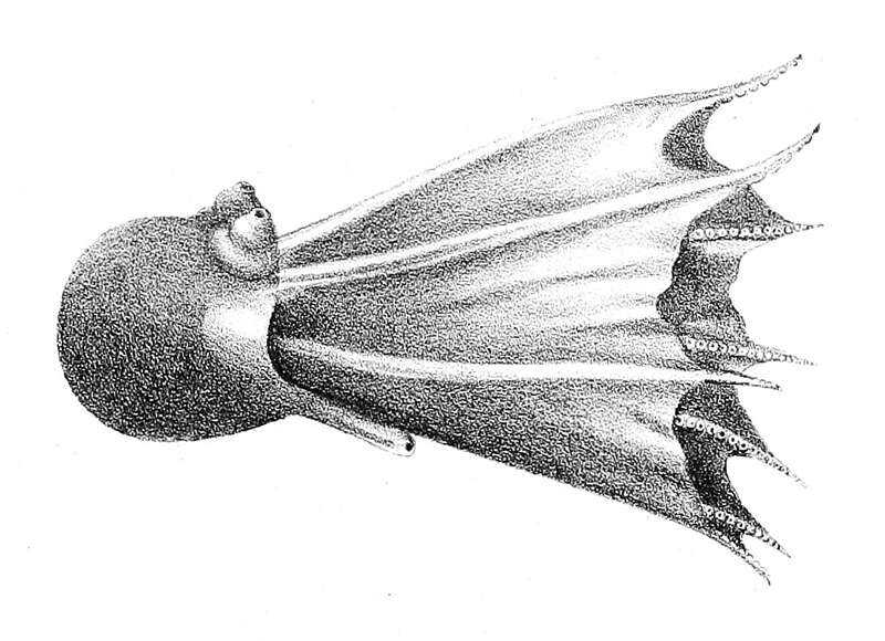 Image of Amphitretinae Hoyle 1886