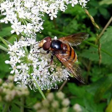 Image of lesser hornet hoverfly