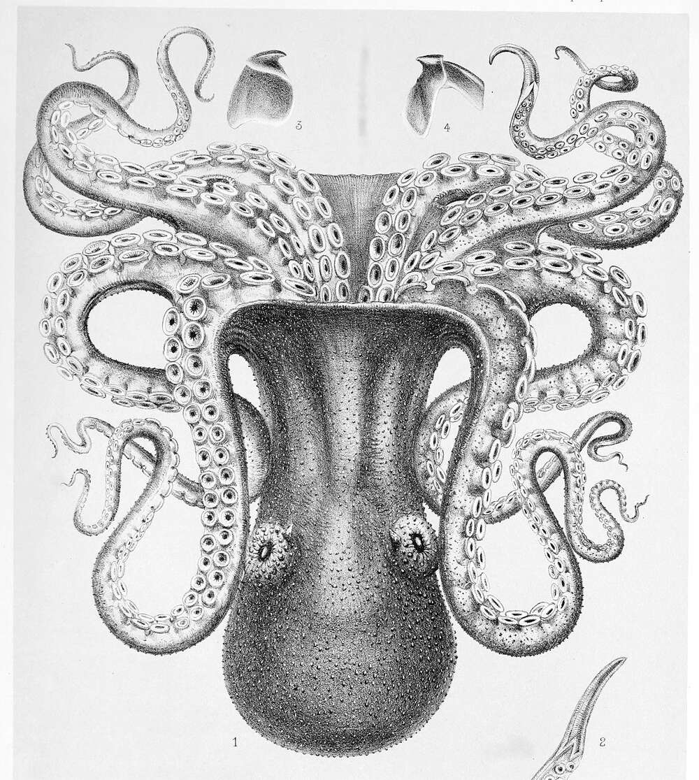 Image of Giant octopus