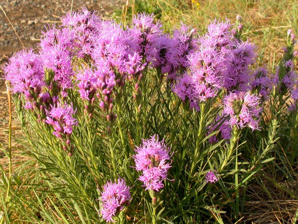 Слика од Liatris punctata Hook.