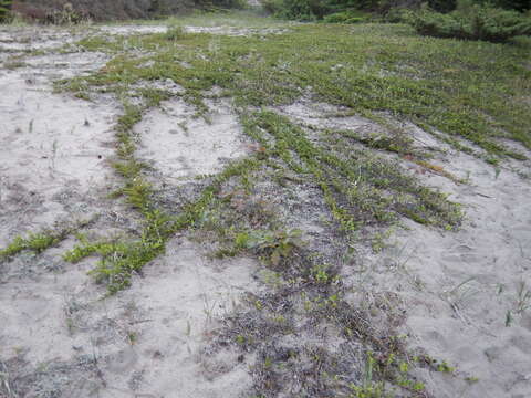 Image of creeping juniper