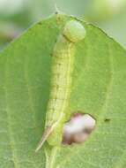 Image of broad-bordered bee hawk-moth