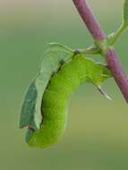 Image of broad-bordered bee hawk-moth