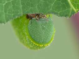 Image of broad-bordered bee hawk-moth