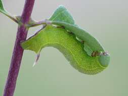 Image of broad-bordered bee hawk-moth