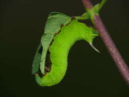 Image of broad-bordered bee hawk-moth