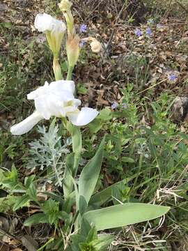 Plancia ëd Iris albicans Lange