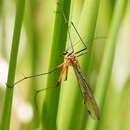 Sivun Harpobittacus australis (Klug 1838) kuva