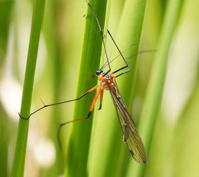 Sivun Harpobittacus australis (Klug 1838) kuva