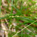 Plancia ëd Festuca subverticillata (Pers.) E. B. Alexeev