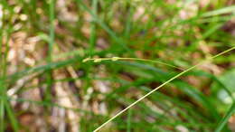 Image de Festuca subverticillata (Pers.) E. B. Alexeev