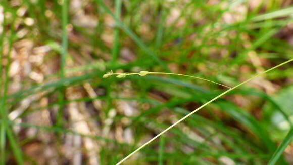 Image of Nodding Fescue