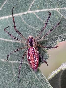 Image of Peucetia flava Keyserling 1877