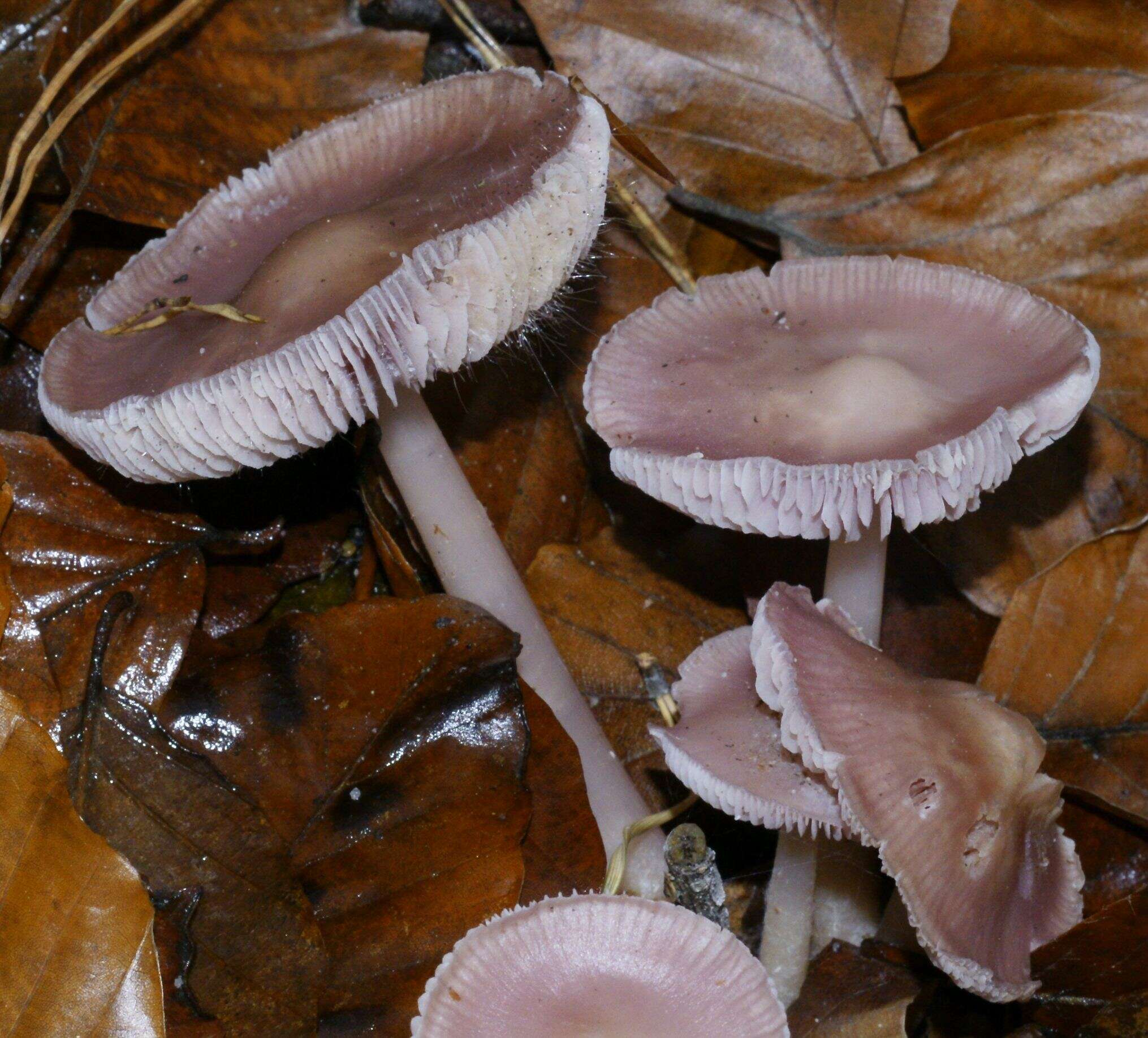 Image of Mycena rosea Gramberg 1912