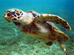 Image of Eretmochelys