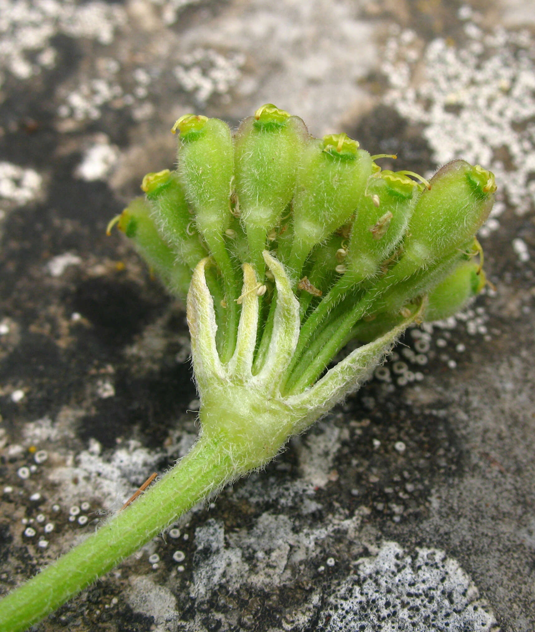 Image of Zosima absinthifolia (Vent.) Link