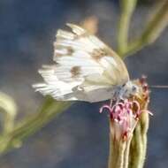 Слика од Pontia beckerii (Edwards 1871)