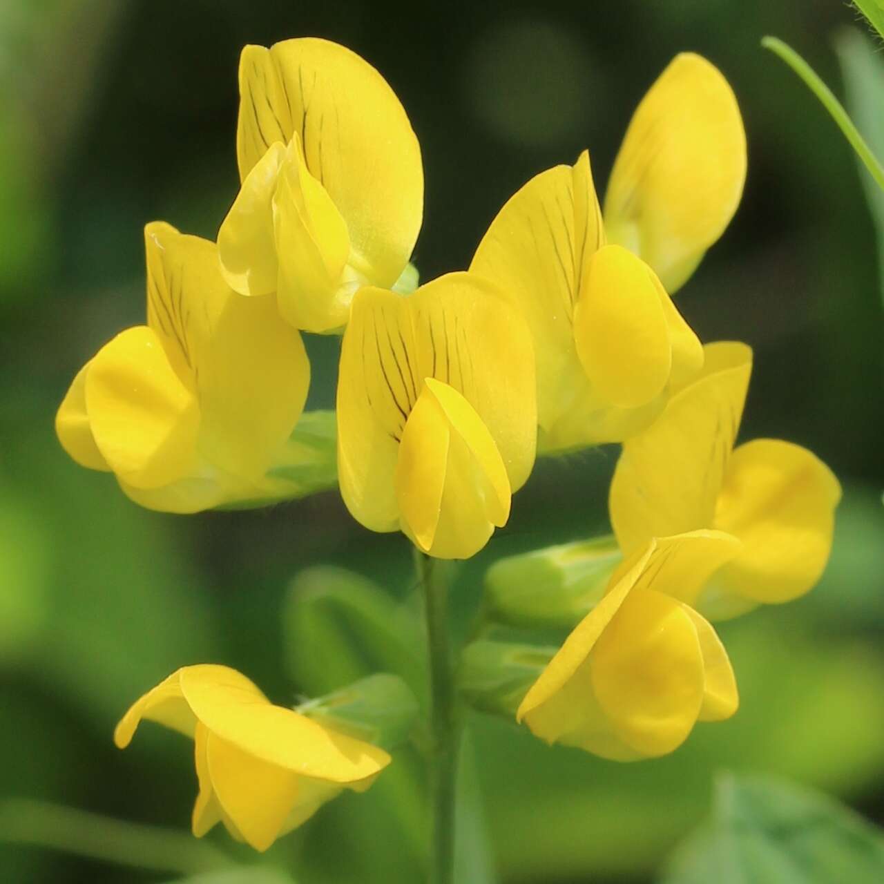 Слика од Lathyrus pratensis L.