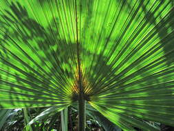 Image of dwarf palmetto