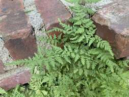 Image of Tennessee bladderfern