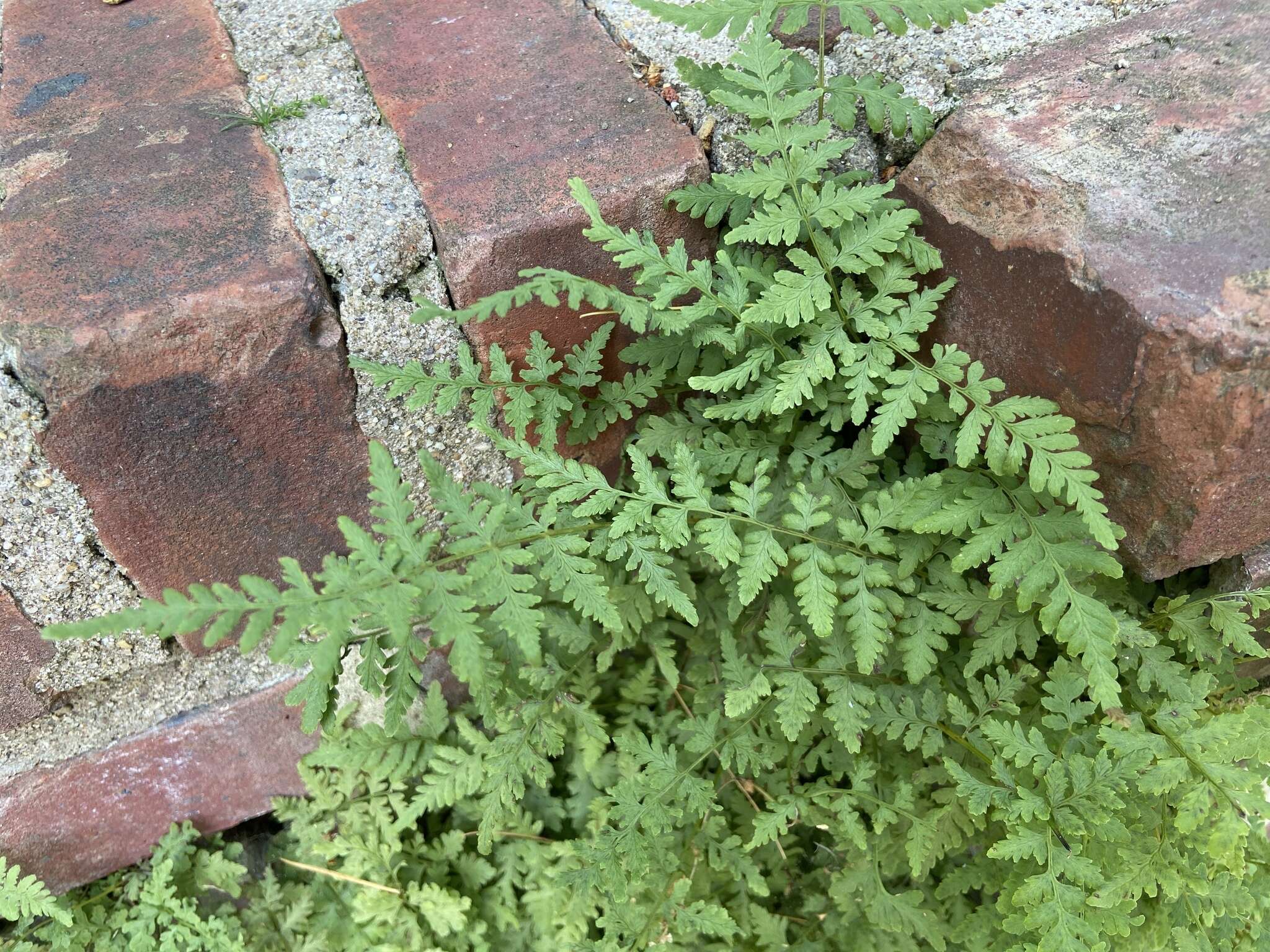 Image of Tennessee bladderfern