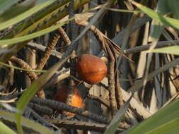 Image de Hyphaene dichotoma (J. White Dubl. ex Nimmo) Furtado