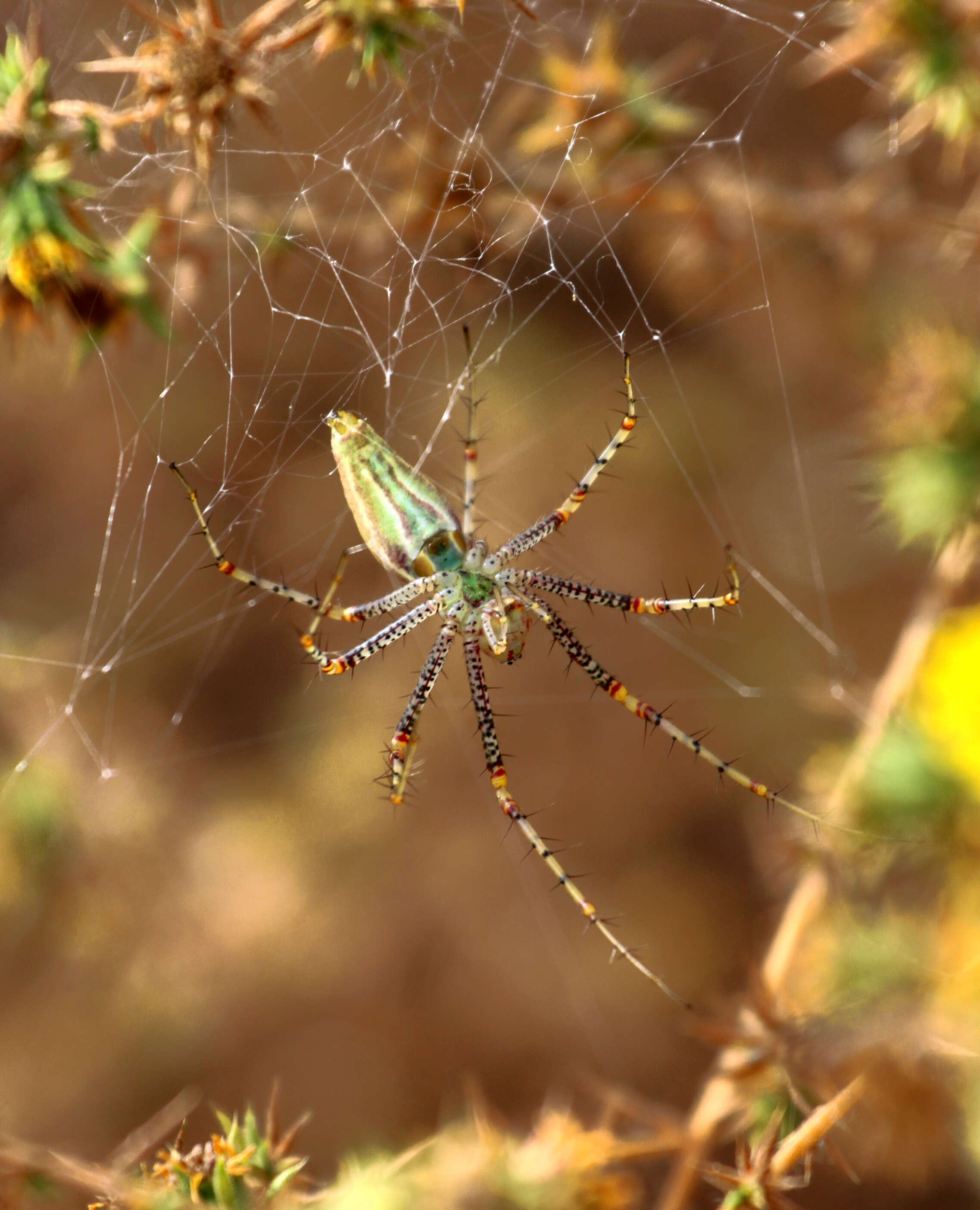 Image of Peucetia