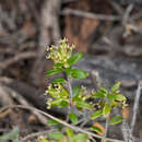 Sivun Acrotriche cordata (Labill.) R. Br. kuva