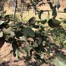 Image of silver-leaf ironbark