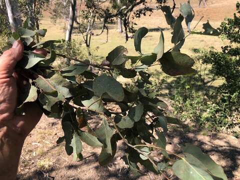 Image de Eucalyptus melanophloia F. Müll.