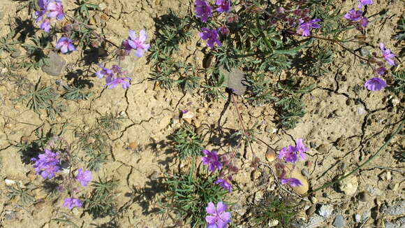 Image of Tuberous Cranesbill