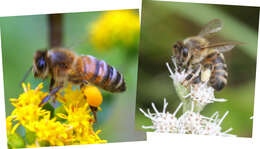 Image of common boneset