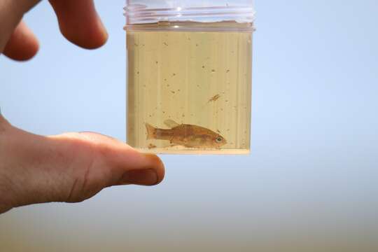 Image of Oxleyan Pygmy Perch