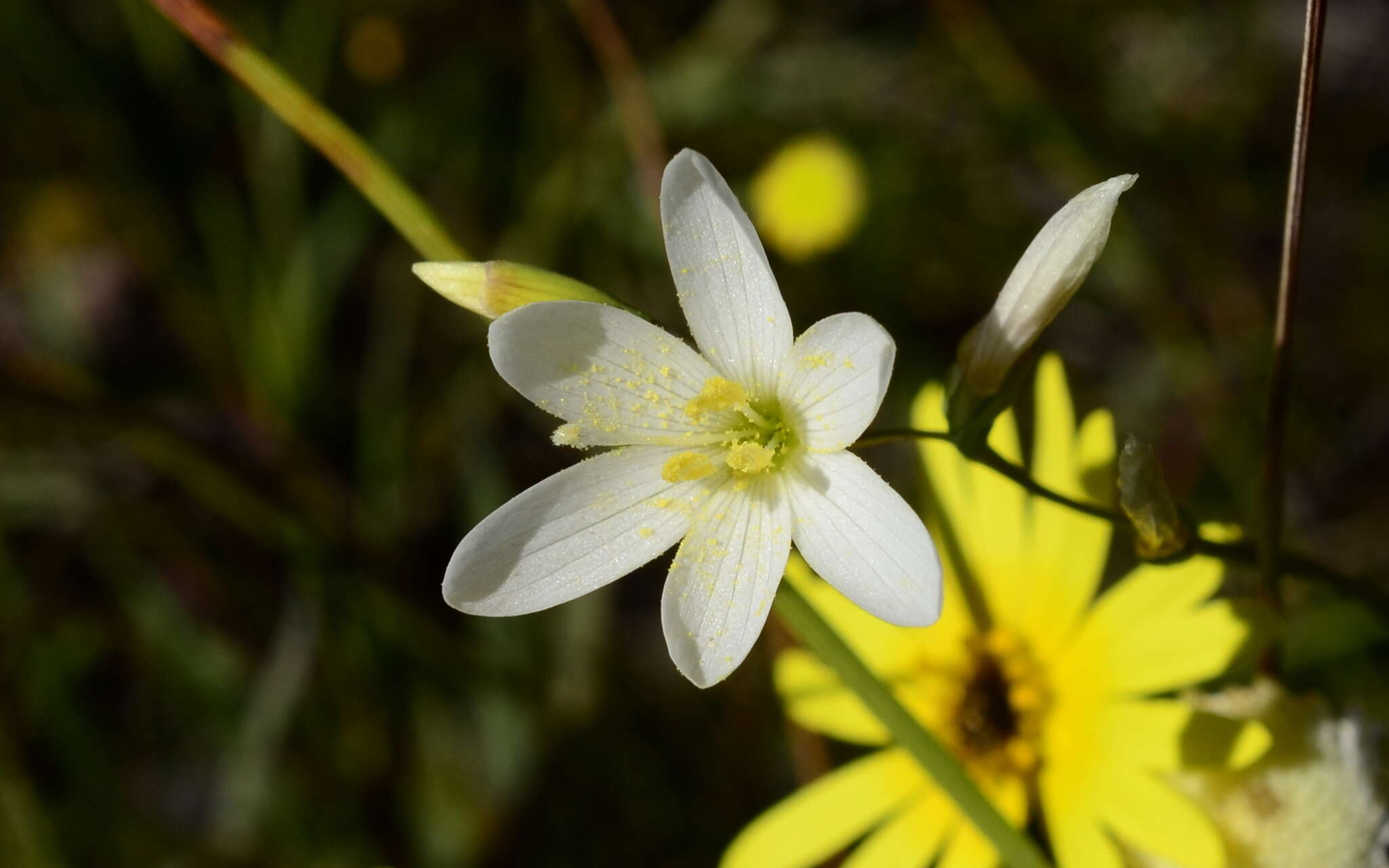 Imagem de Geissorhiza sulphurascens Schltr. ex R. C. Foster