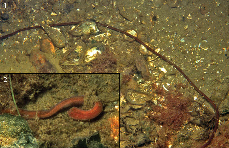 Image of bootlace worm