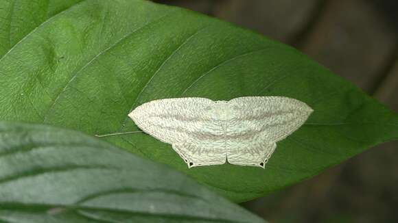 Image de Acropteris ciniferaria Walker