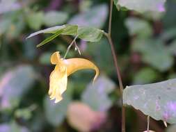 Image of Jewelweed