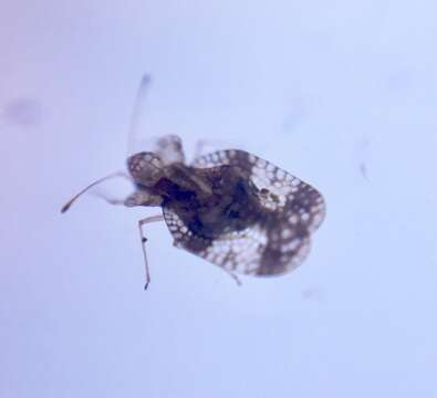 Image of azalea lace bug