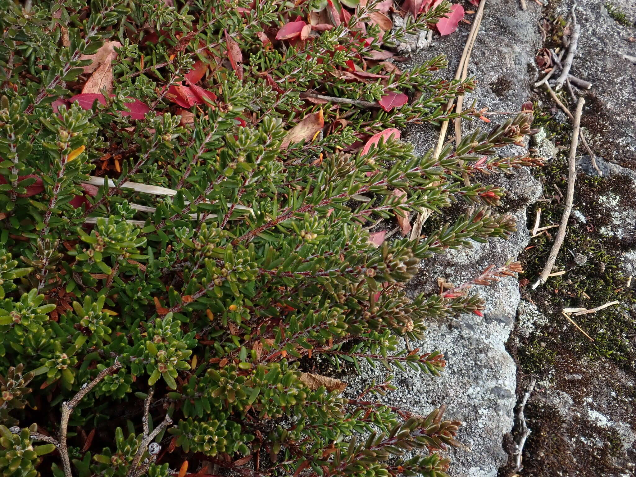 Empetrum eamesii subsp. atropurpureum (Fern. & Wieg.) D. Löve的圖片